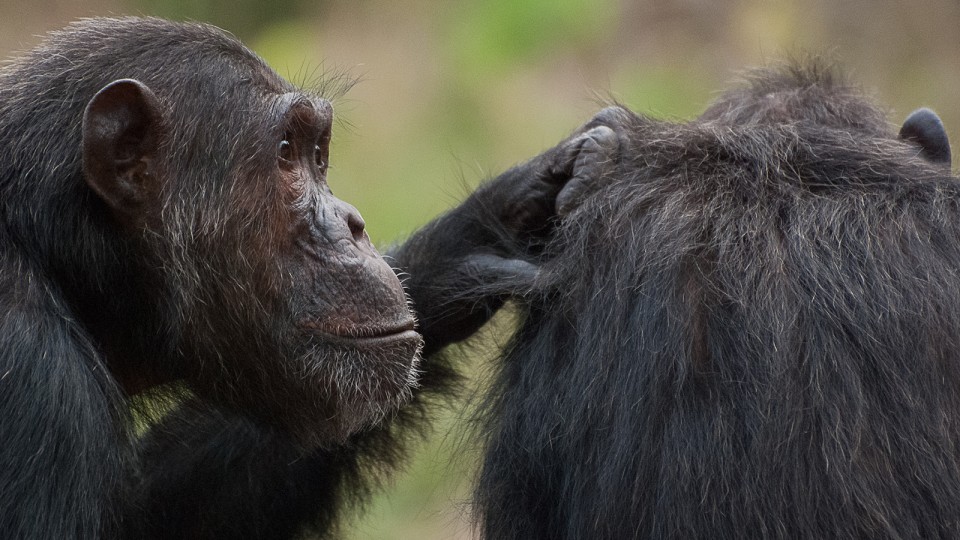 Study: Humans, chimps share cognitive connection